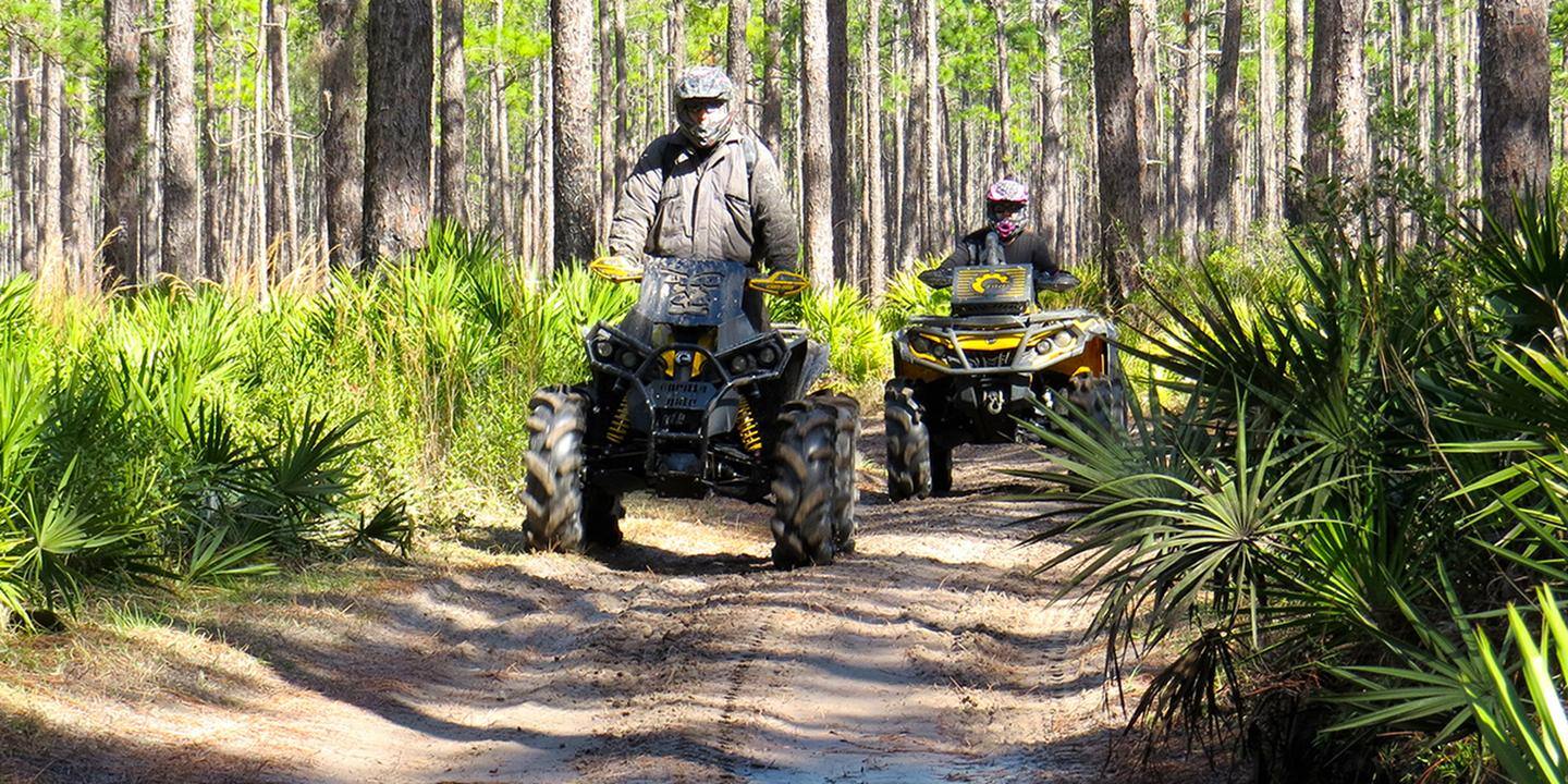 Osceola National Forest